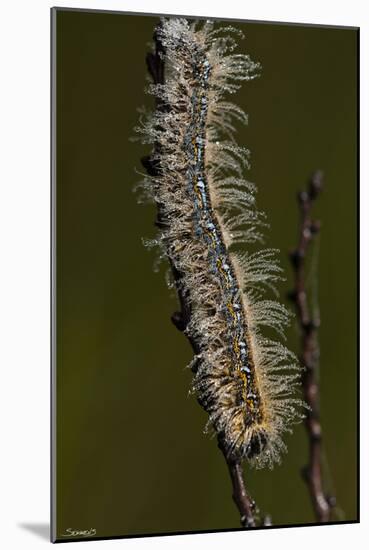 Catepillar with Morning Dew-Gordon Semmens-Mounted Photographic Print