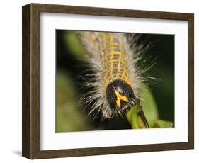 Caterpillar, Buff-Tip-Harald Kroiss-Framed Photographic Print