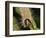 Caterpillar, Buff-Tip-Harald Kroiss-Framed Photographic Print