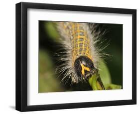 Caterpillar, Buff-Tip-Harald Kroiss-Framed Photographic Print