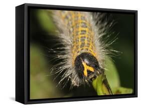 Caterpillar, Buff-Tip-Harald Kroiss-Framed Stretched Canvas