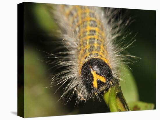 Caterpillar, Buff-Tip-Harald Kroiss-Stretched Canvas