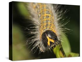 Caterpillar, Buff-Tip-Harald Kroiss-Stretched Canvas