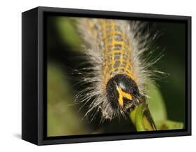 Caterpillar, Buff-Tip-Harald Kroiss-Framed Stretched Canvas