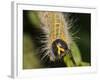 Caterpillar, Buff-Tip-Harald Kroiss-Framed Photographic Print