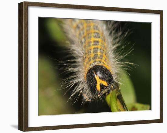 Caterpillar, Buff-Tip-Harald Kroiss-Framed Photographic Print