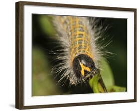 Caterpillar, Buff-Tip-Harald Kroiss-Framed Photographic Print