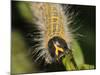 Caterpillar, Buff-Tip-Harald Kroiss-Mounted Photographic Print