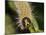 Caterpillar, Buff-Tip-Harald Kroiss-Mounted Photographic Print