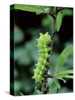 Caterpillar Larva Of Giant Peacock Moth (Saturnia Pyri) Europe-Robert Thompson-Stretched Canvas