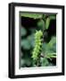 Caterpillar Larva Of Giant Peacock Moth (Saturnia Pyri) Europe-Robert Thompson-Framed Photographic Print