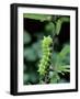 Caterpillar Larva Of Giant Peacock Moth (Saturnia Pyri) Europe-Robert Thompson-Framed Photographic Print