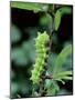 Caterpillar Larva Of Giant Peacock Moth (Saturnia Pyri) Europe-Robert Thompson-Mounted Photographic Print