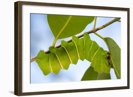 Caterpillar of Madagascan Moon Moth, Madagascar-Paul Souders-Framed Photographic Print