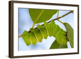 Caterpillar of Madagascan Moon Moth, Madagascar-Paul Souders-Framed Photographic Print