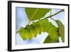 Caterpillar of Madagascan Moon Moth, Madagascar-Paul Souders-Framed Photographic Print