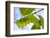 Caterpillar of Madagascan Moon Moth, Madagascar-Paul Souders-Framed Photographic Print