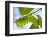 Caterpillar of Madagascan Moon Moth, Madagascar-Paul Souders-Framed Photographic Print