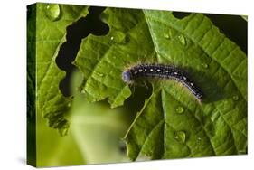 Caterpillar on a Leaf-Gordon Semmens-Stretched Canvas