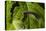 Caterpillar on a Leaf-Gordon Semmens-Stretched Canvas