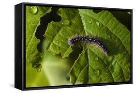 Caterpillar on a Leaf-Gordon Semmens-Framed Stretched Canvas