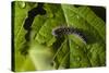 Caterpillar on a Leaf-Gordon Semmens-Stretched Canvas