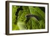 Caterpillar on a Leaf-Gordon Semmens-Framed Photographic Print