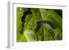 Caterpillar on a Leaf-Gordon Semmens-Framed Photographic Print