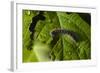 Caterpillar on a Leaf-Gordon Semmens-Framed Photographic Print