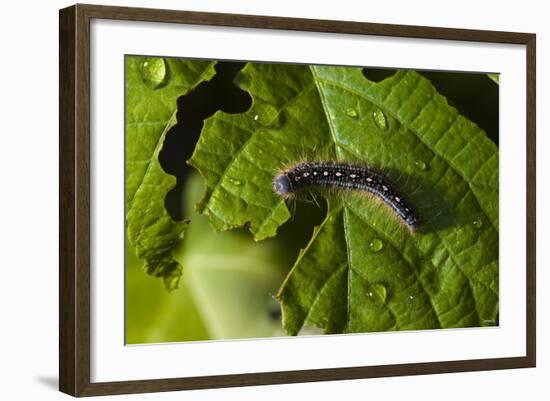 Caterpillar on a Leaf-Gordon Semmens-Framed Photographic Print