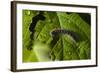 Caterpillar on a Leaf-Gordon Semmens-Framed Photographic Print