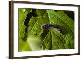 Caterpillar on a Leaf-Gordon Semmens-Framed Photographic Print