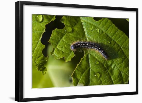 Caterpillar on a Leaf-Gordon Semmens-Framed Photographic Print