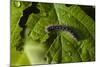 Caterpillar on a Leaf-Gordon Semmens-Mounted Photographic Print