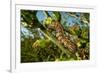 Caterpillar on cactus, Texas, USA-Karine Aigner-Framed Photographic Print