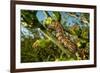 Caterpillar on cactus, Texas, USA-Karine Aigner-Framed Photographic Print