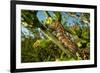 Caterpillar on cactus, Texas, USA-Karine Aigner-Framed Photographic Print