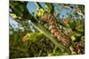 Caterpillar on cactus, Texas, USA-Karine Aigner-Mounted Photographic Print