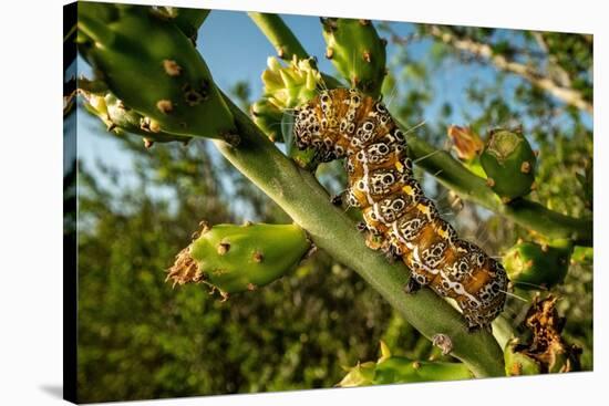 Caterpillar on cactus, Texas, USA-Karine Aigner-Stretched Canvas