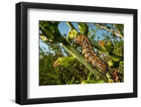 Caterpillar on cactus, Texas, USA-Karine Aigner-Framed Photographic Print