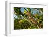 Caterpillar on cactus, Texas, USA-Karine Aigner-Framed Photographic Print