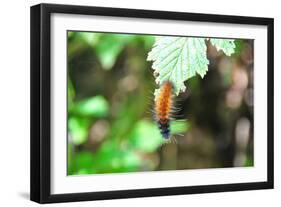 Caterpillar on Leaf I-Logan Thomas-Framed Photographic Print