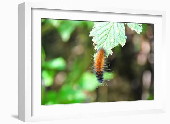 Caterpillar on Leaf I-Logan Thomas-Framed Photographic Print