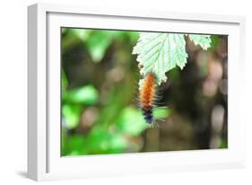 Caterpillar on Leaf I-Logan Thomas-Framed Photographic Print