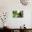 Caterpillar on Leaf I-Logan Thomas-Photographic Print displayed on a wall