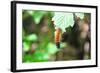 Caterpillar on Leaf I-Logan Thomas-Framed Photographic Print