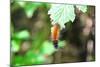 Caterpillar on Leaf I-Logan Thomas-Mounted Photographic Print