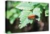 Caterpillar on Leaf II-Logan Thomas-Stretched Canvas