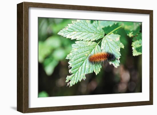 Caterpillar on Leaf II-Logan Thomas-Framed Photographic Print