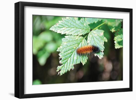 Caterpillar on Leaf II-Logan Thomas-Framed Photographic Print